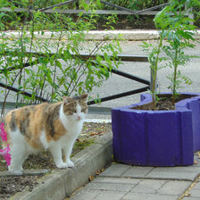 Схема вышивки «мюся»