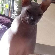 Схема вышивки «Сфинкс»