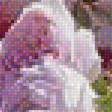 Предпросмотр схемы вышивки «Красота цветов» (№1760380)