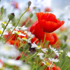 Схема вышивки «маки»