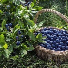 Схема вышивки «№1760467»