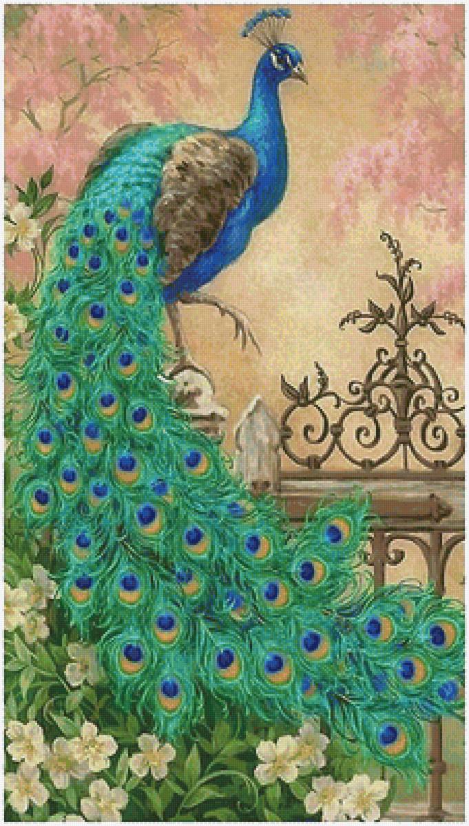 павлин - мир животных - предпросмотр