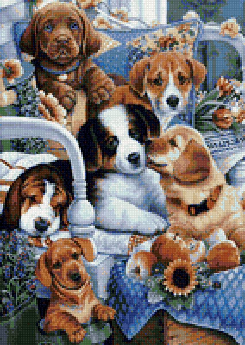 Щенки - собаки, щенки - предпросмотр