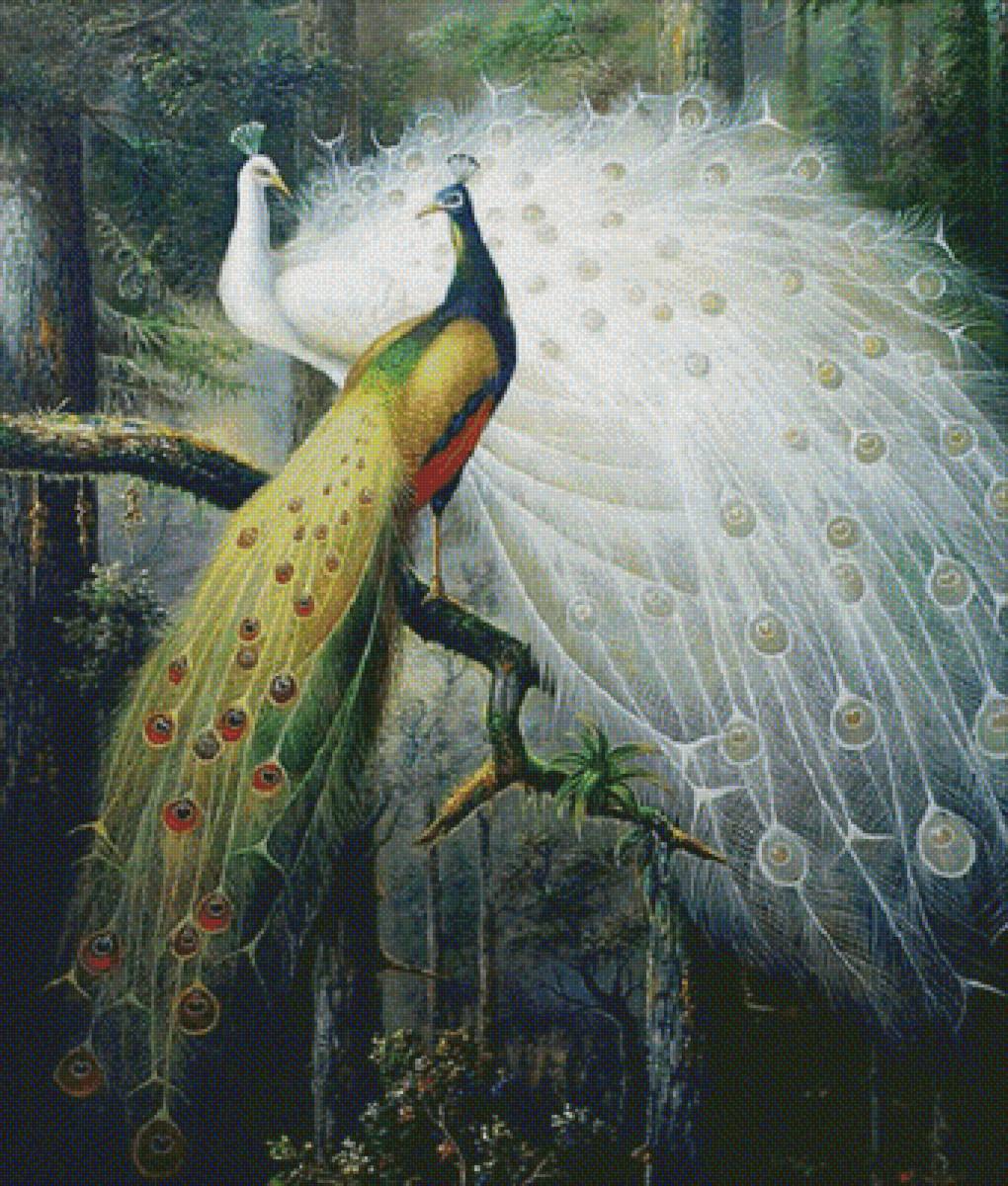 Pawie w lesie - las pawie - предпросмотр