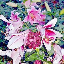 Схема вышивки «розовые лилии»