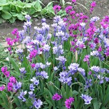 Схема вышивки «бабиана»