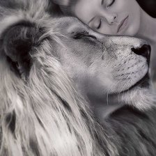 девушка и лвица