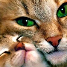 Схема вышивки «Нежность»