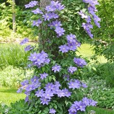 клематис на дереве