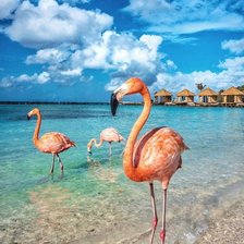 Фламинго