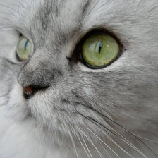 Схема вышивки «Кот»