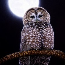 Схема вышивки «Ночной страж»