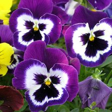 Схема вышивки «Анютины глазки»