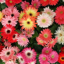 Схема вышивки «цветы»