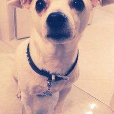 Схема вышивки «Собачка»