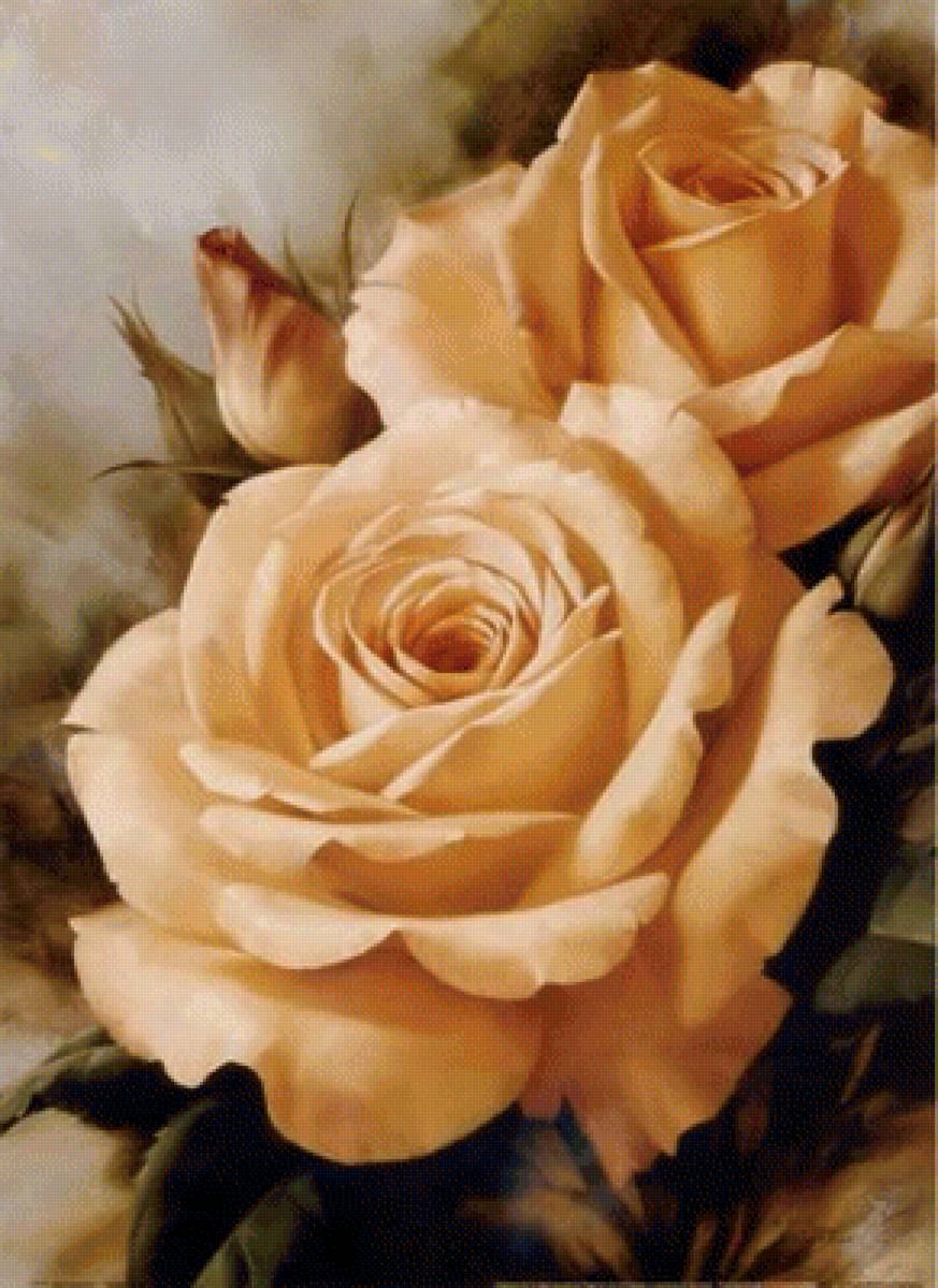 Розы - цветы - предпросмотр