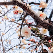 Схема вышивки «Ledinjnam»