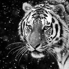 Схема вышивки «тигр»