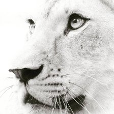 Схема вышивки «лев»