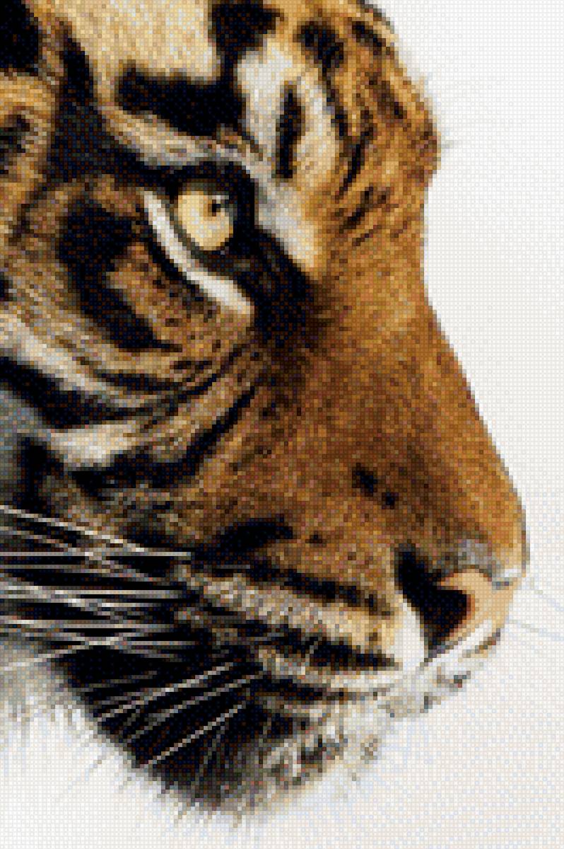 тигр - тигр, животное, большая кошка - предпросмотр