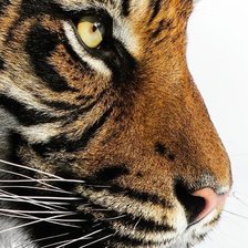 Схема вышивки «тигр»