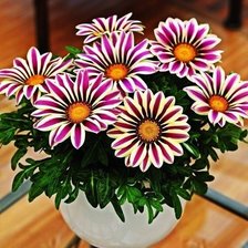 Схема вышивки «kvety,váza»