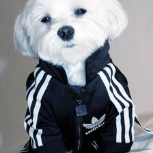 Схема вышивки «Adidas»