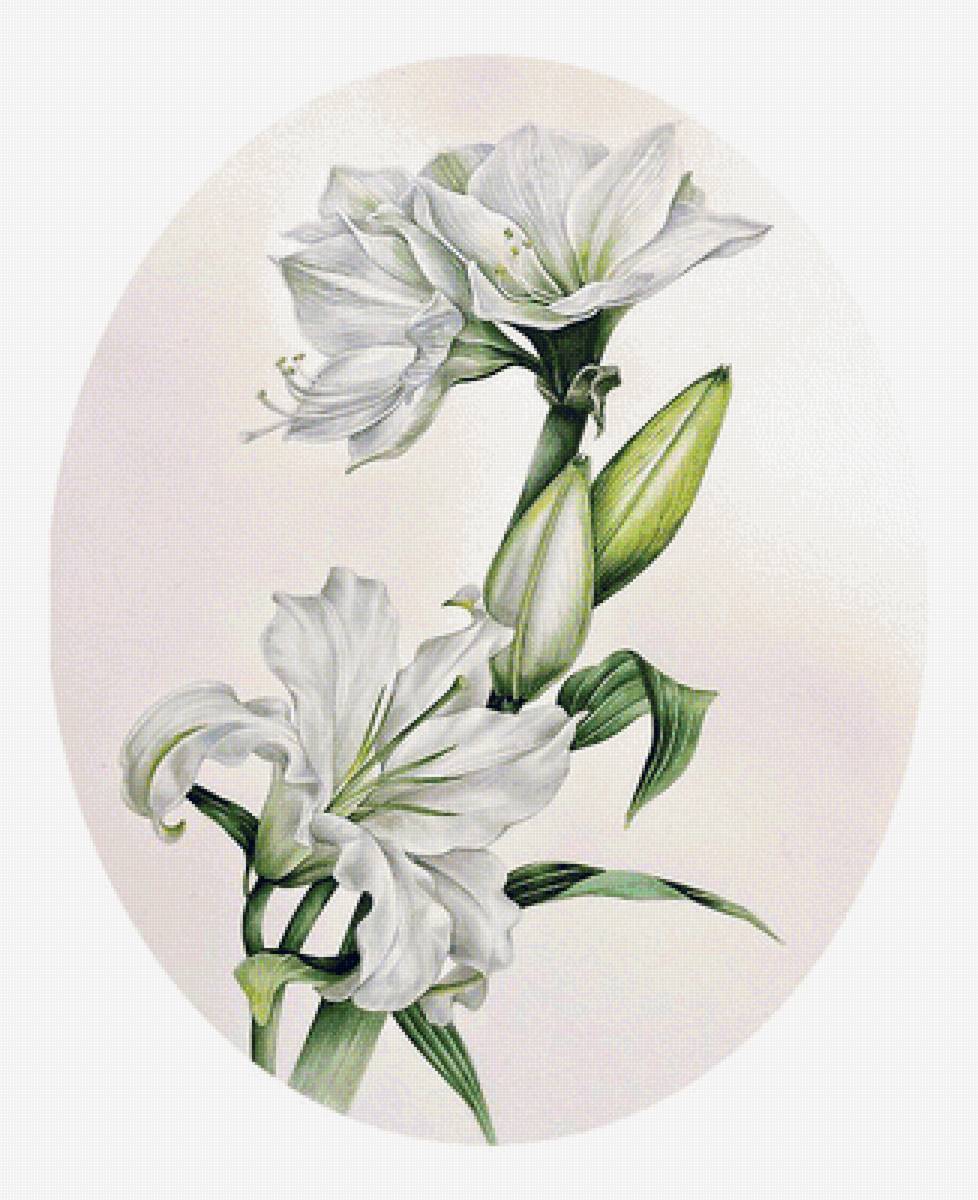 Серия "Лилии" - цветы, флора, лилии - предпросмотр
