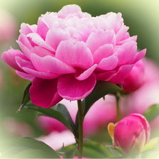 Схема вышивки «пион»