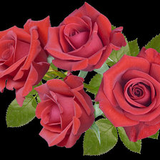 Схема вышивки «Розы»