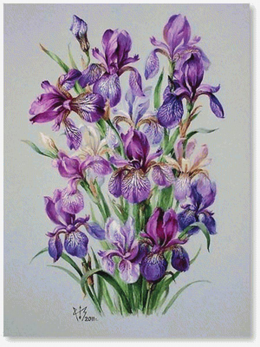 kosatce - предпросмотр