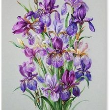 Схема вышивки «kosatce»