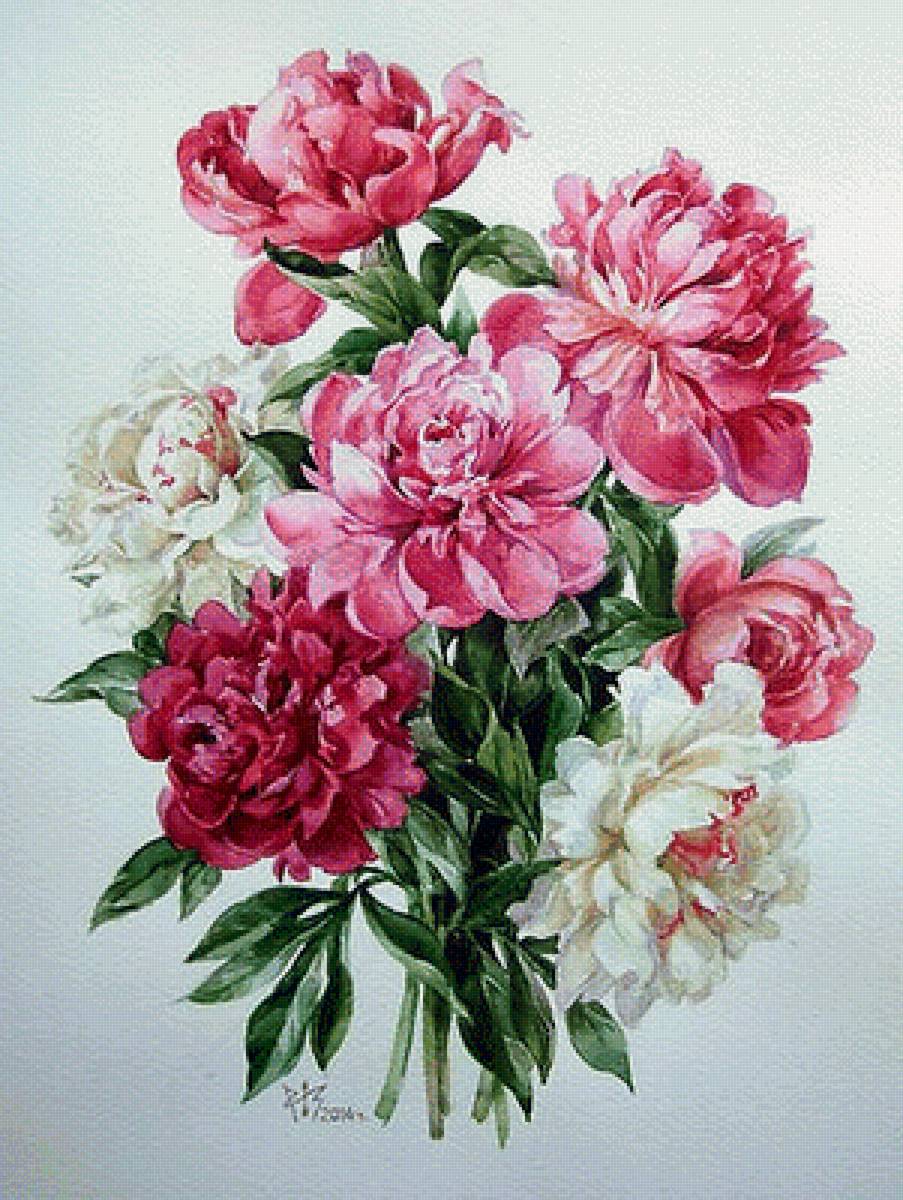 kytica pivonií - предпросмотр