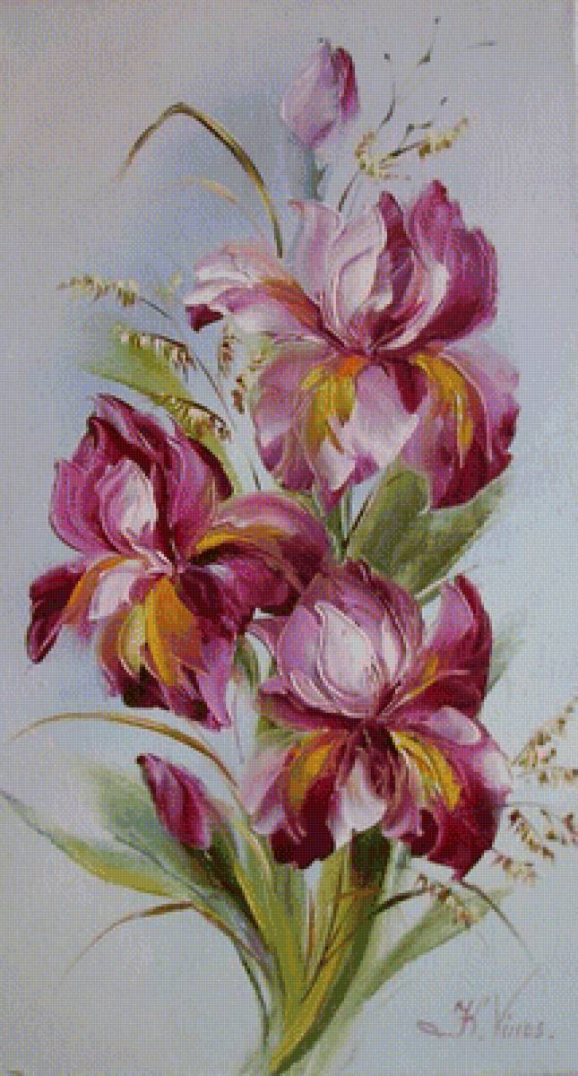 kosatce - предпросмотр