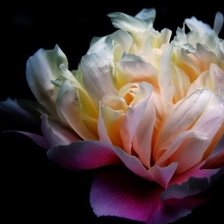 Схема вышивки «Пион»