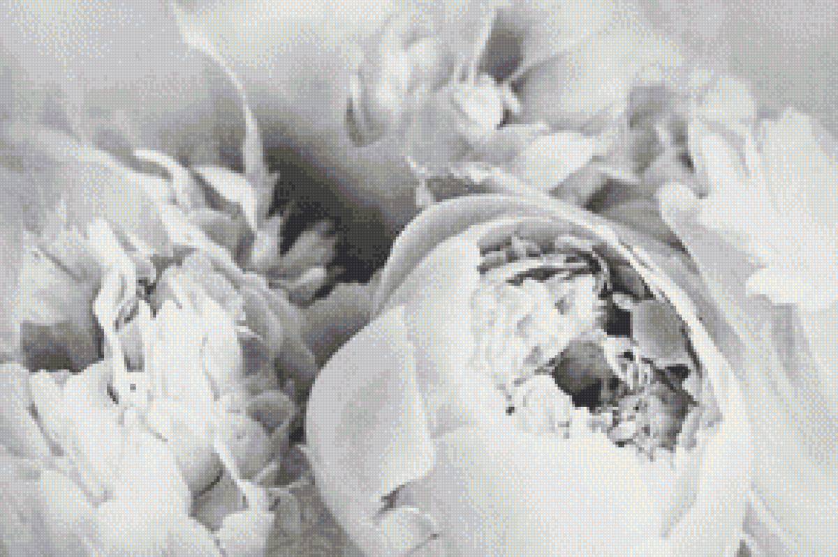 Пионы 1 - черно-белые пионы - предпросмотр