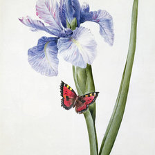 Схема вышивки «Ирисы»