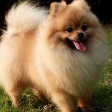 Схема вышивки «шпиц»