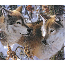 Схема вышивки «Серия "Хищники". Волки»