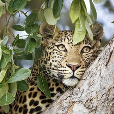 Схема вышивки «Серия "Хищники".»