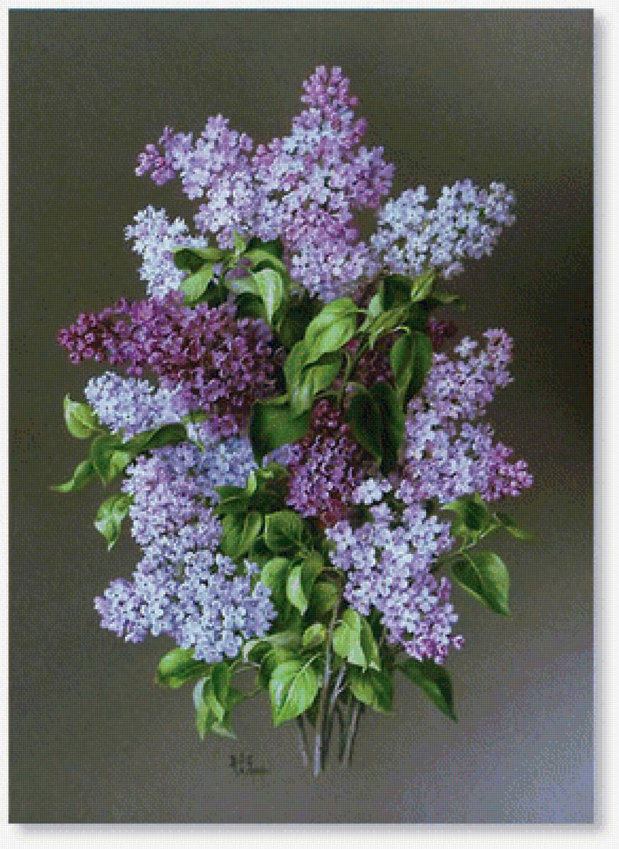 orgován - предпросмотр