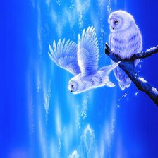 Схема вышивки «мир животных»