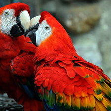 Схема вышивки «Красный Ара»