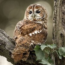 Схема вышивки «сова»