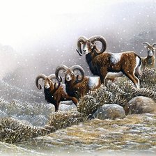 Схема вышивки «Архары»