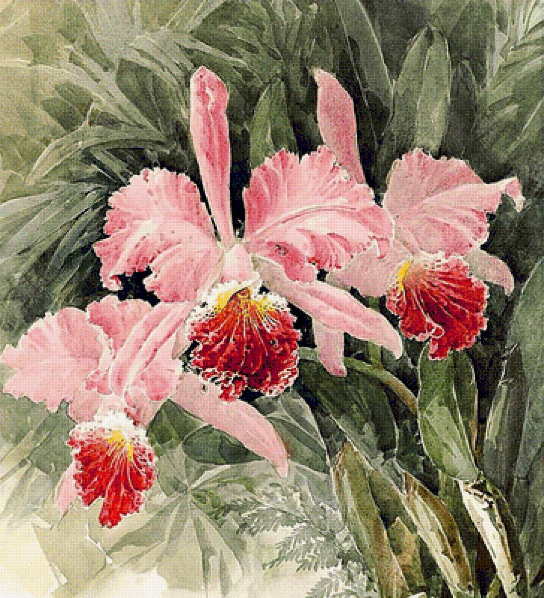 Орхидеи. - цветы, живопись., натюрморт - предпросмотр