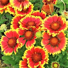 Схема вышивки «ОСЕНИЕ ЦВЕТЫ»