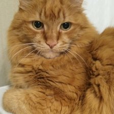 Схема вышивки «Бася»