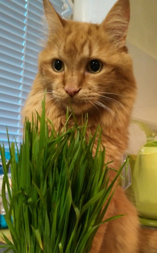 Бася - котик - оригинал