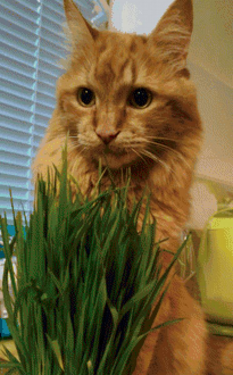 Бася - котик - предпросмотр